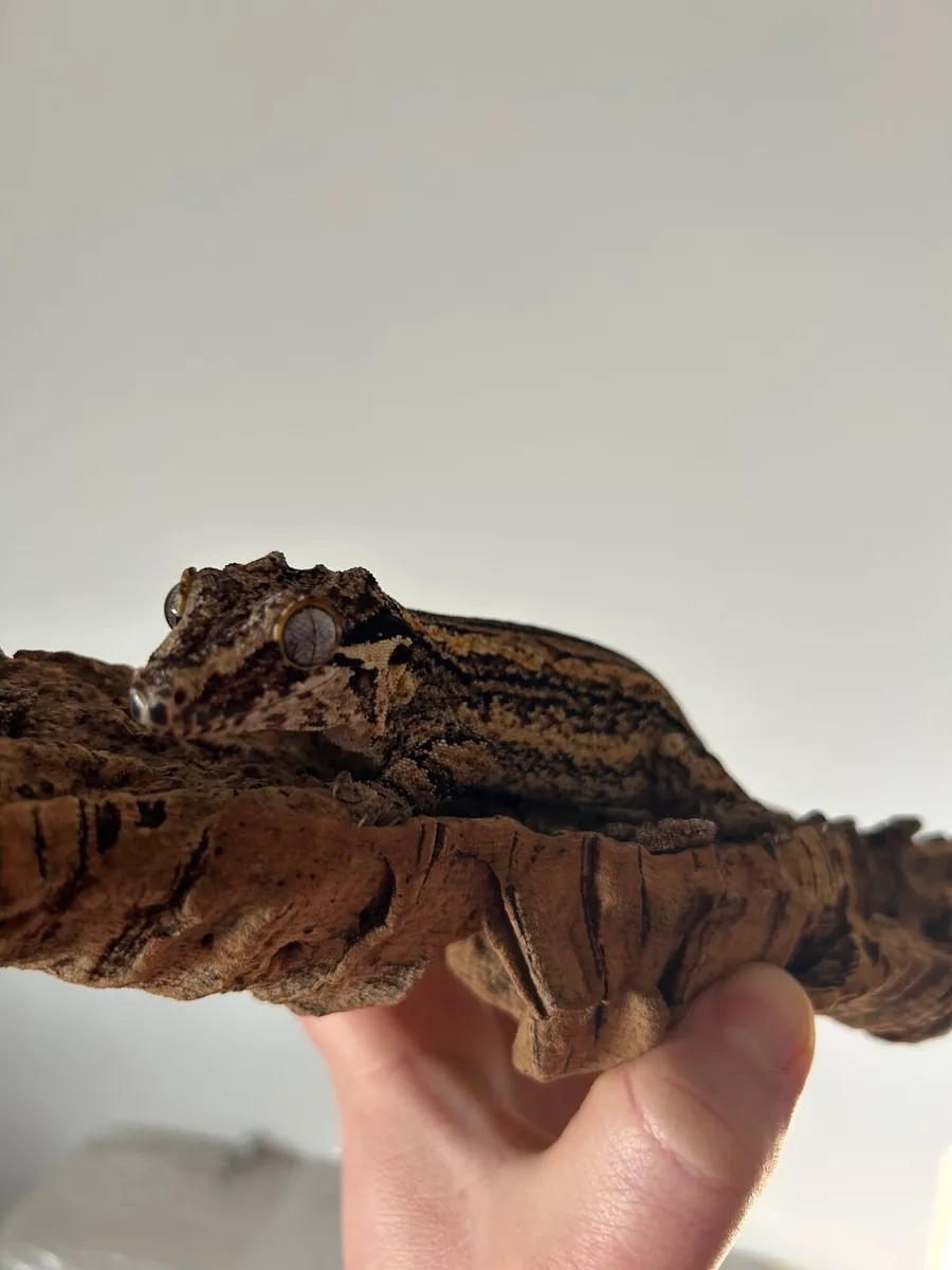 Gargoyle geckos - Image 4