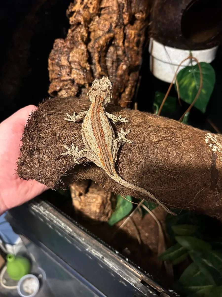 Gargoyle geckos - Image 1