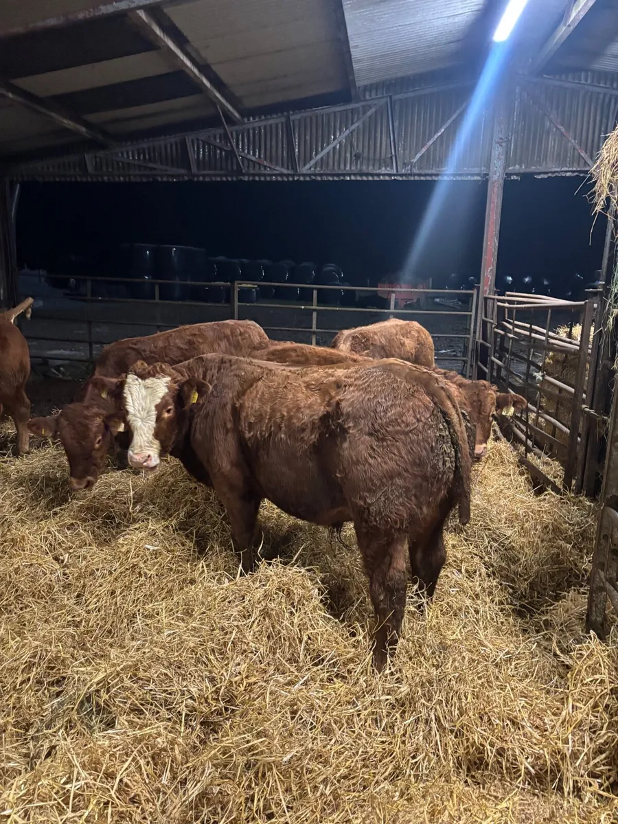 Organic bull weanlings - Image 2