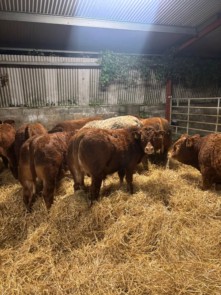 Organic bull weanlings - Image 1