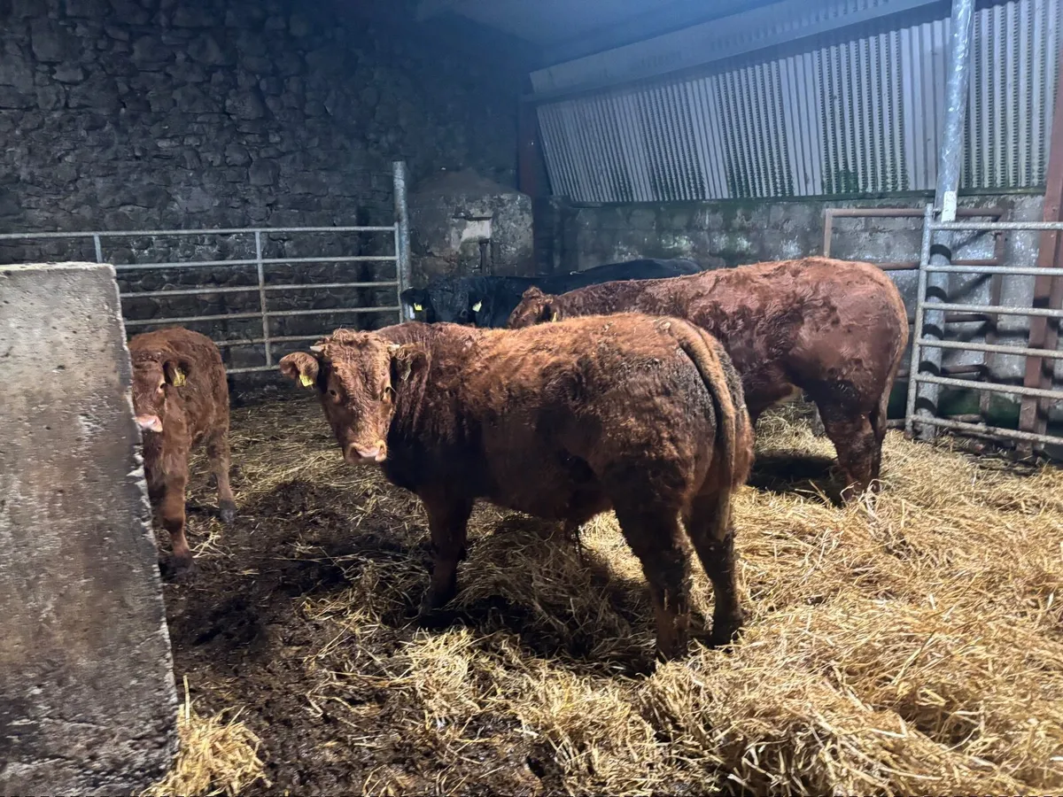 Organic bull weanlings - Image 3