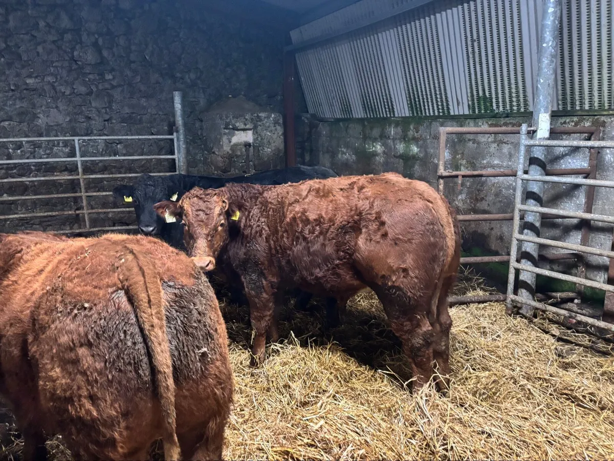 Organic bull weanlings - Image 4