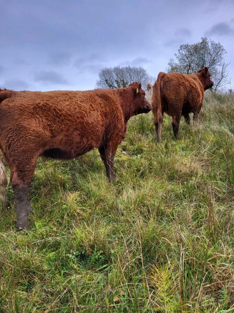 In calf heifers - Image 1