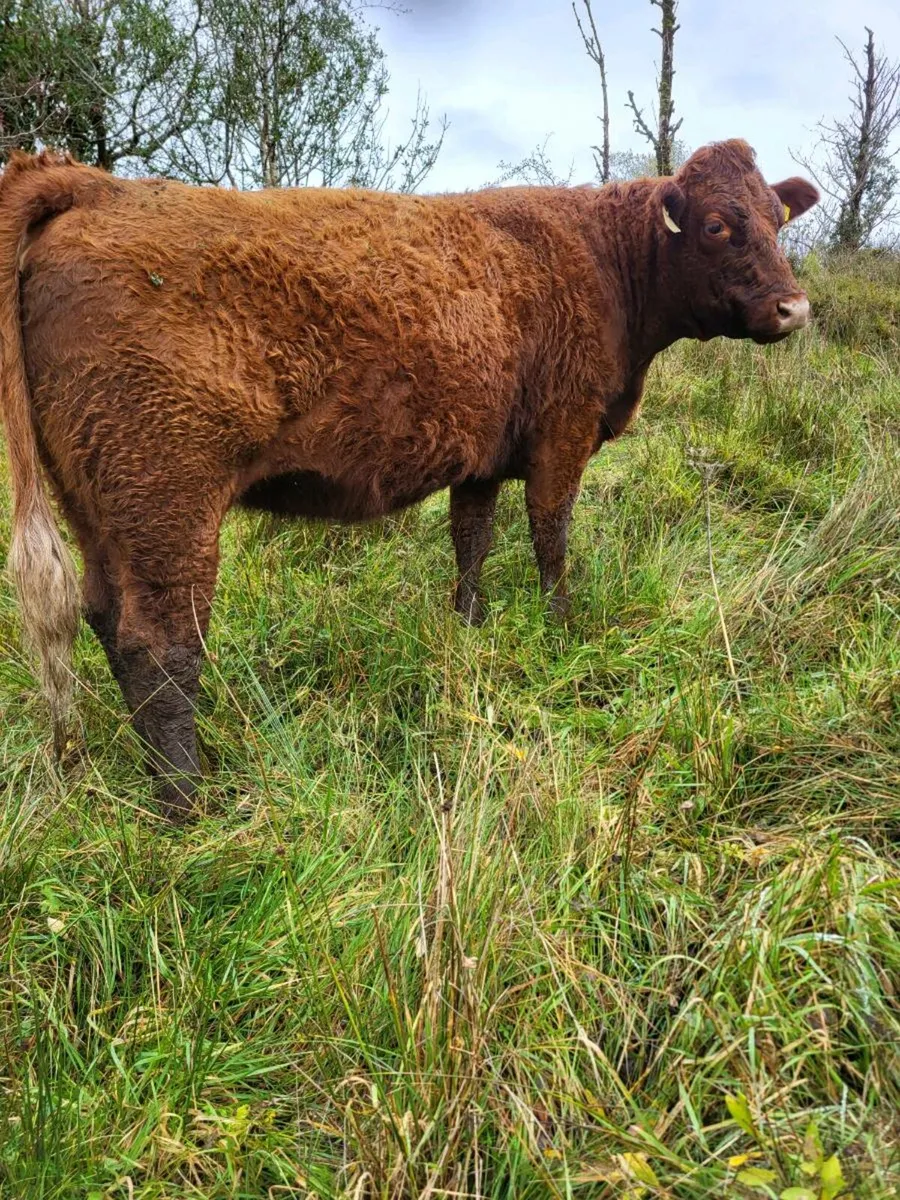 In calf heifers - Image 2