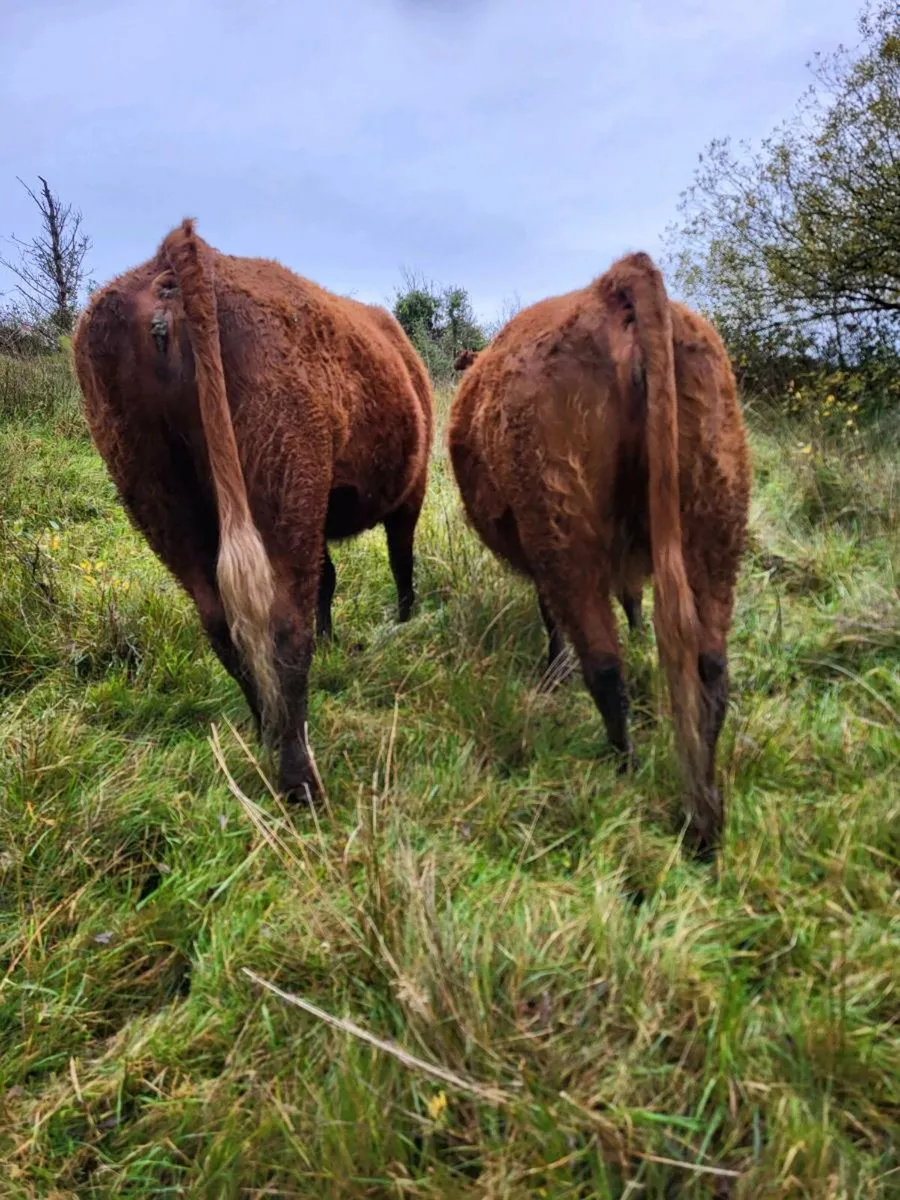 In calf heifers - Image 3