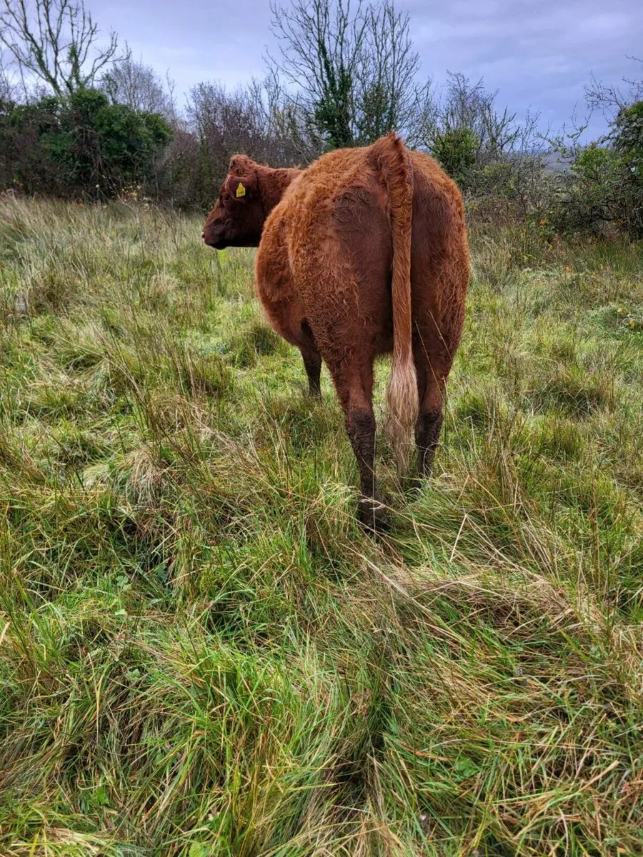 In calf heifers - Image 4