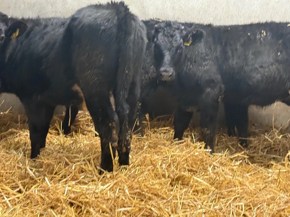 5 BLACK LIMOUSINE HEIFERS ( 5 ⭐️) - Image 1