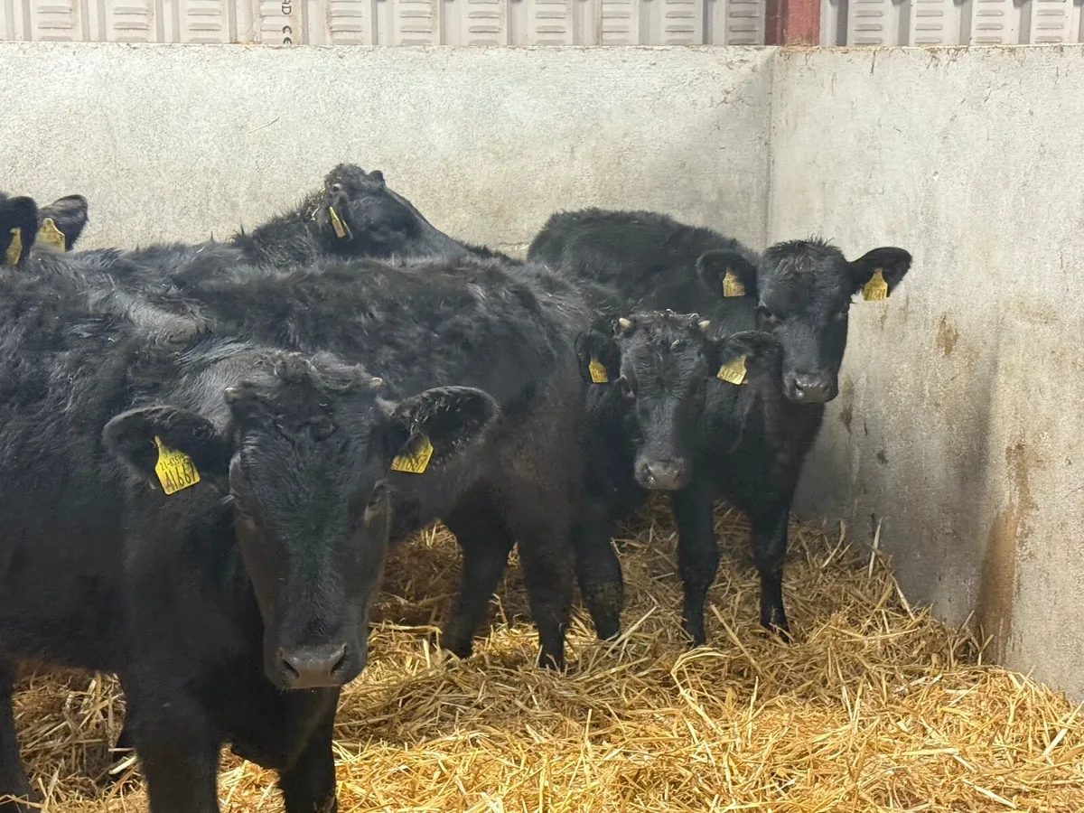 5 BLACK LIMOUSINE HEIFERS ( 5 ⭐️) - Image 3