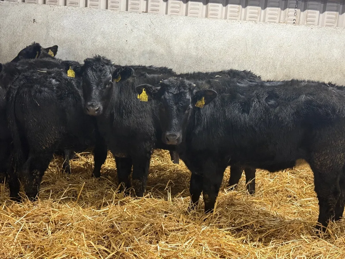 5 BLACK LIMOUSINE HEIFERS ( 5 ⭐️) - Image 4