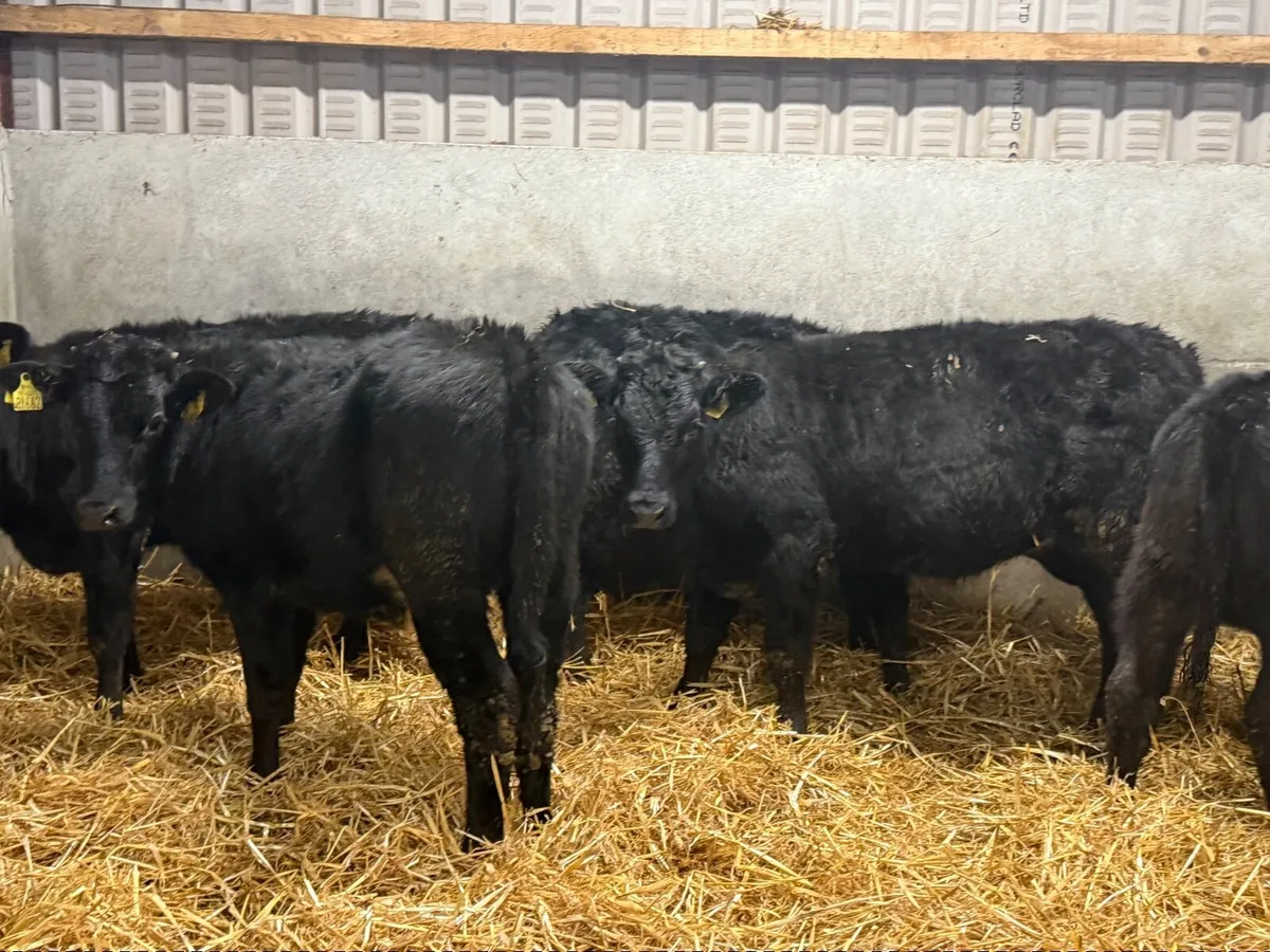 5 BLACK LIMOUSINE HEIFERS ( 5 ⭐️) - Image 2