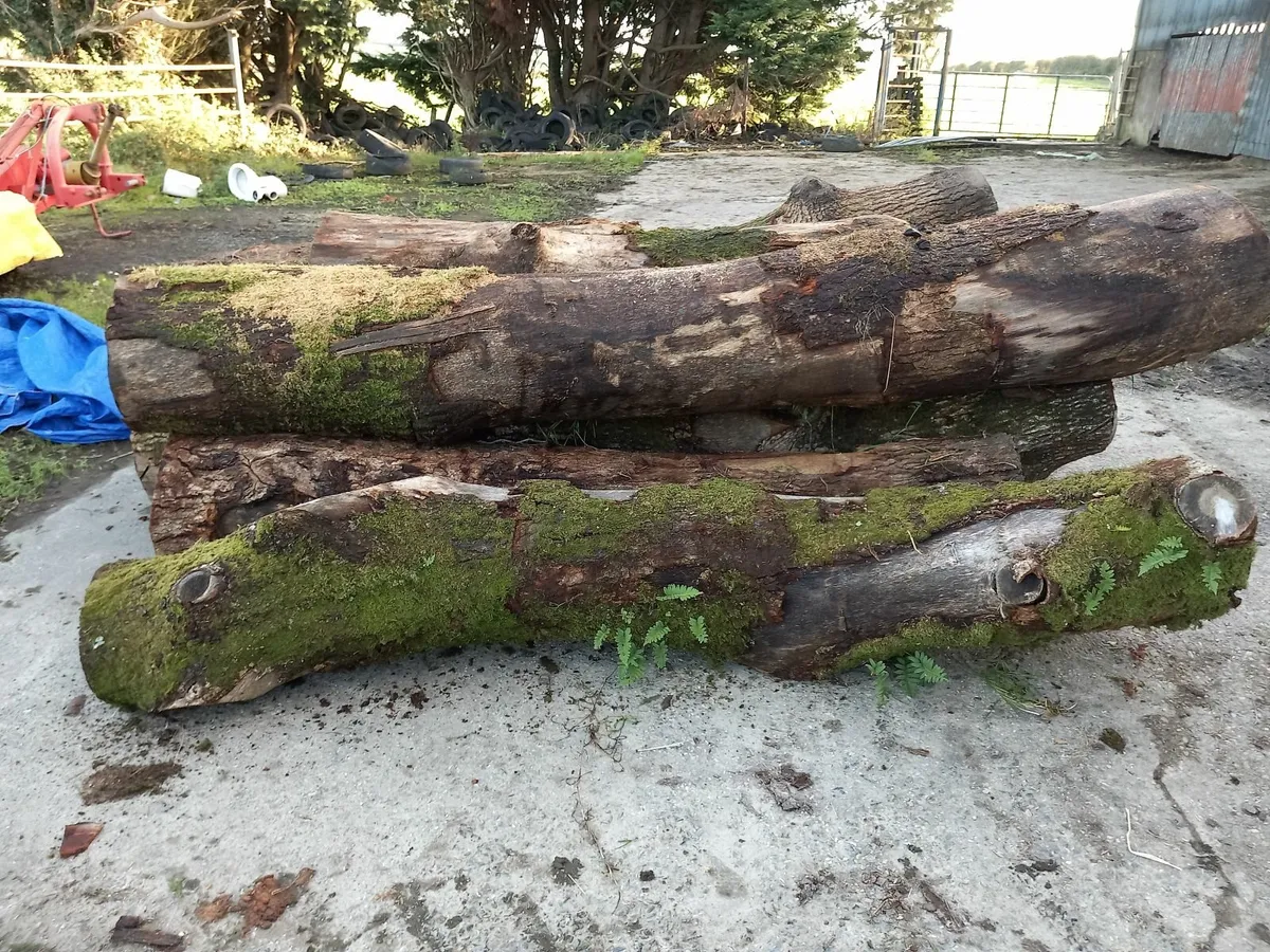 Firewood - Image 4