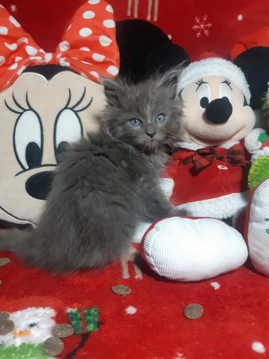 Stunning Ragcoon kittens for sale💙 - Image 1