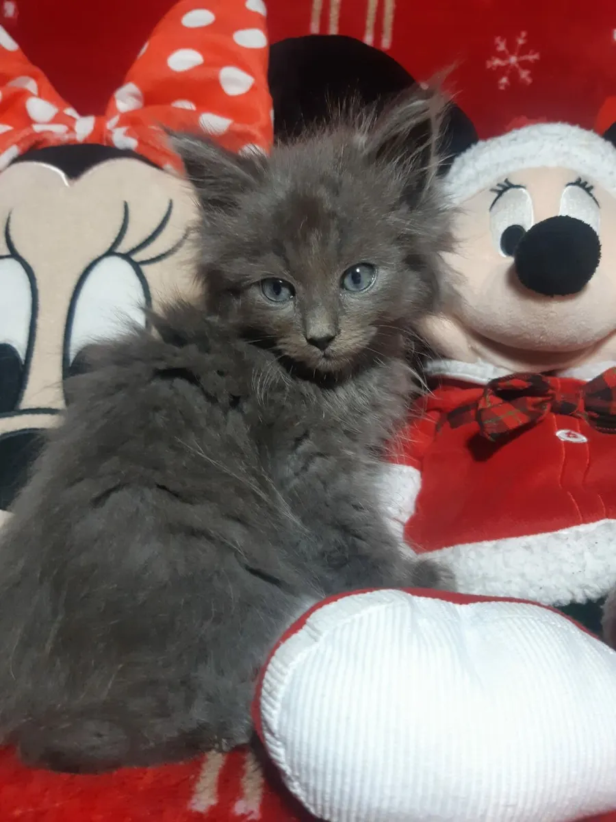 Stunning Ragcoon kittens for sale💙 - Image 2