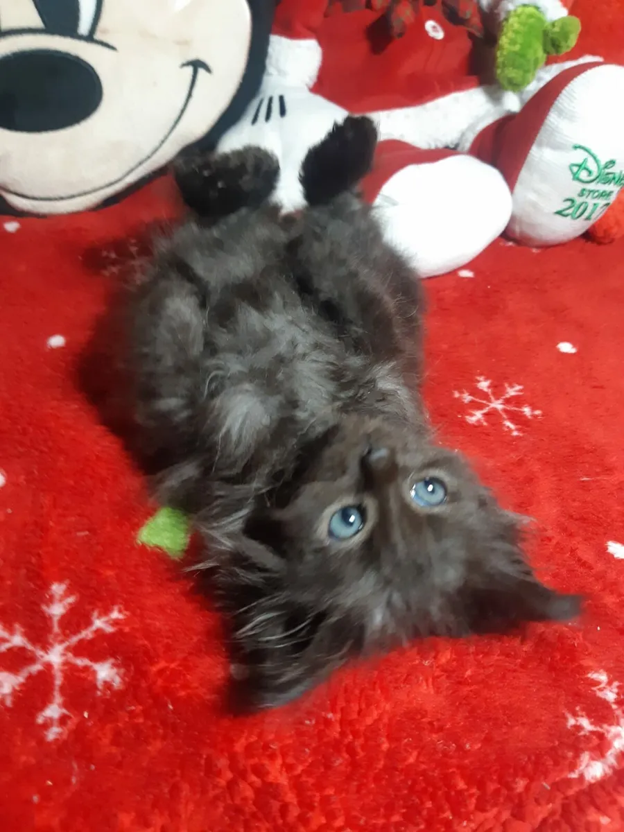 Stunning Ragcoon kittens for sale💙 - Image 4