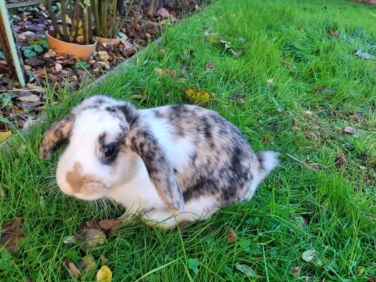 Lop Rabbit - Image 1