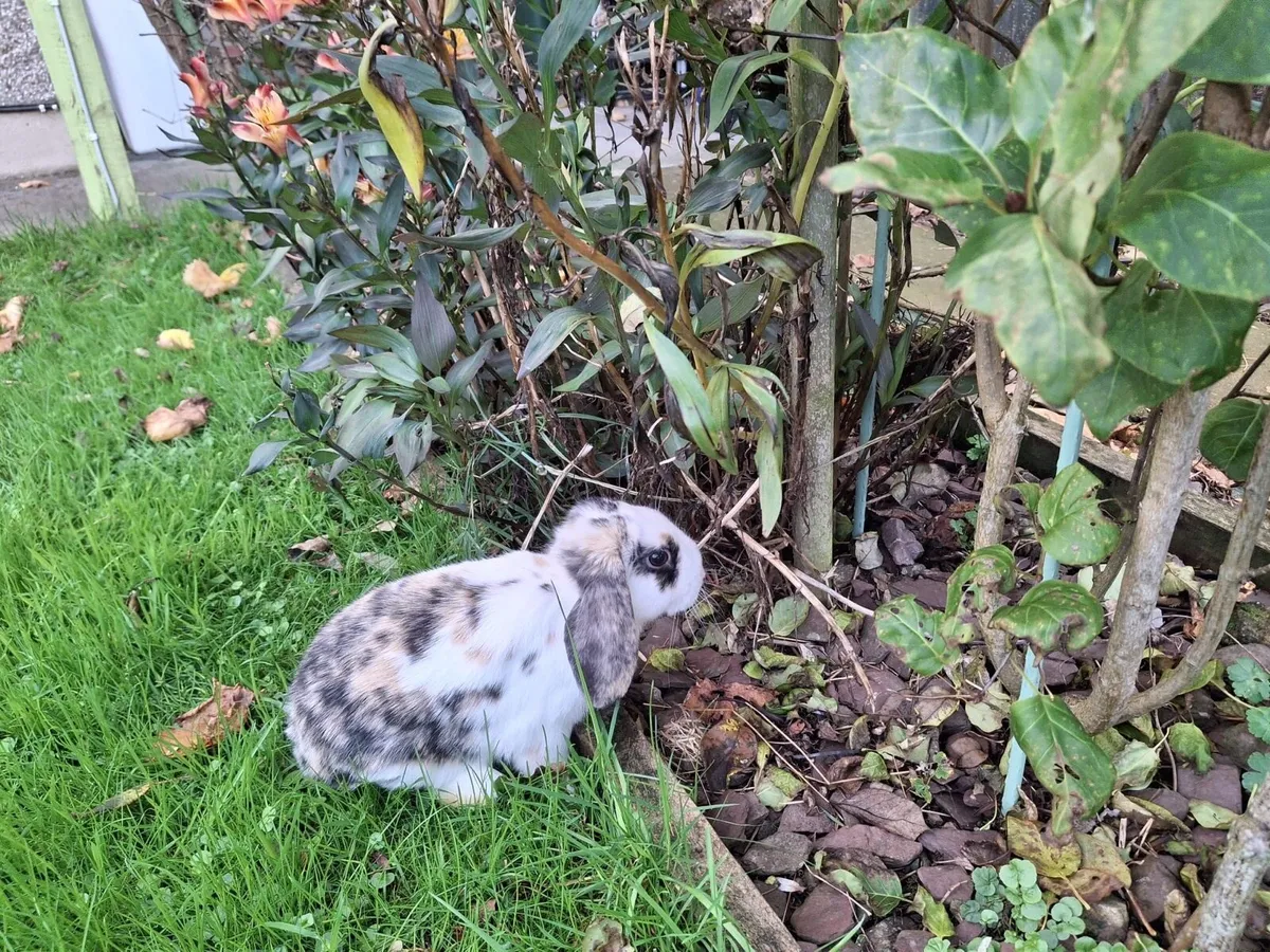 Lop Rabbit - Image 2