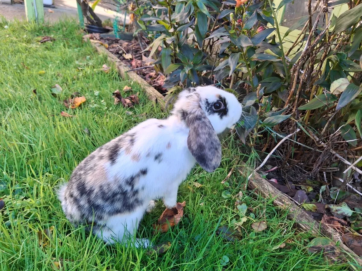 Lop Rabbit - Image 3