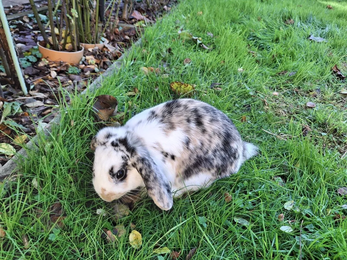 Lop Rabbit - Image 4