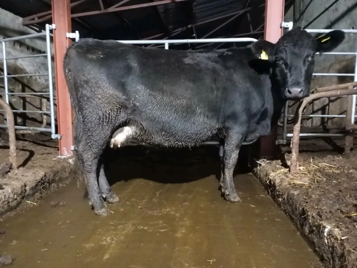 Springing cow - Image 1