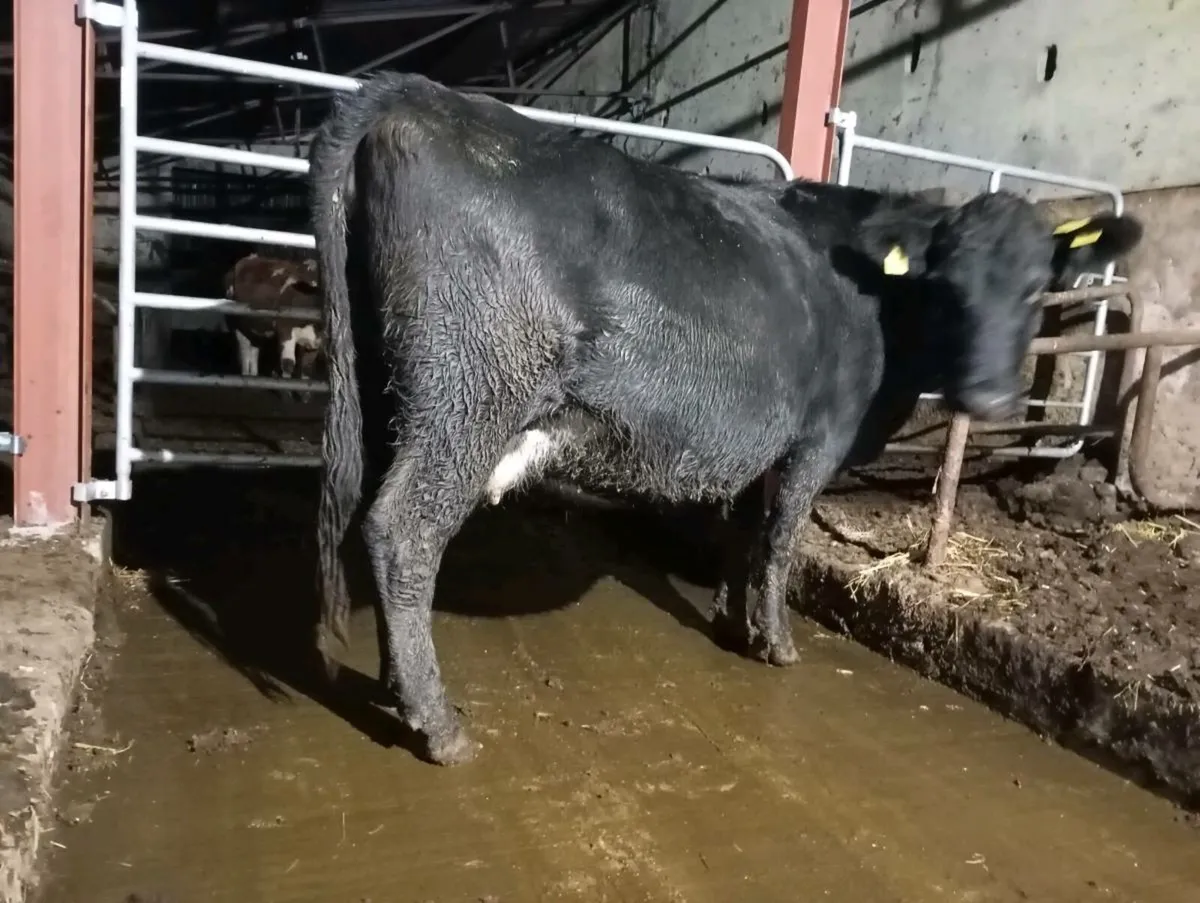 Springing cow - Image 2