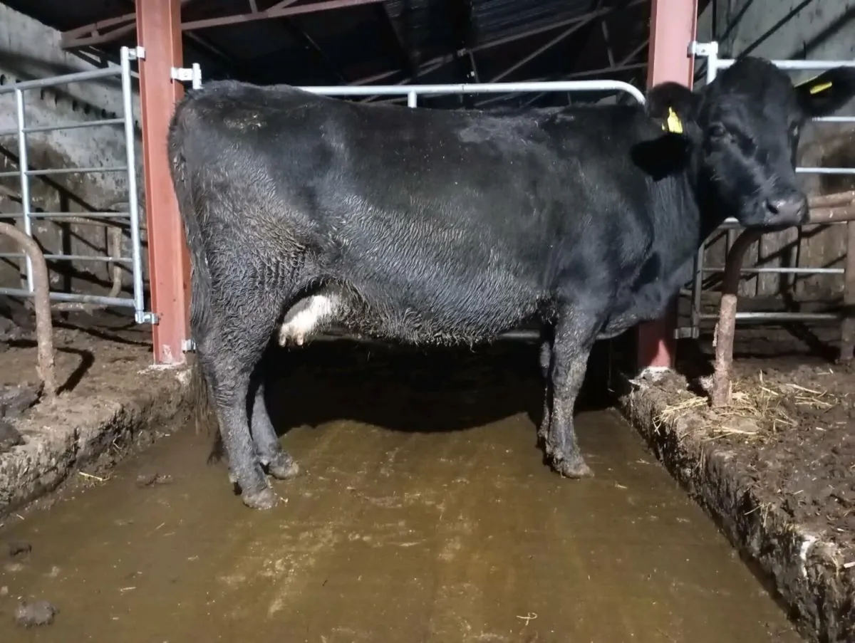 Springing cow - Image 3