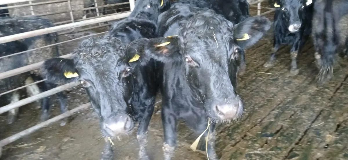 WANTED: 6* In Calf Dexter Heifers