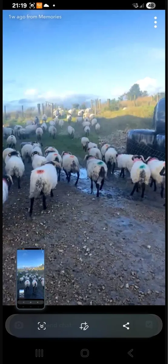 Ram Lambs 35/40kg - Image 1