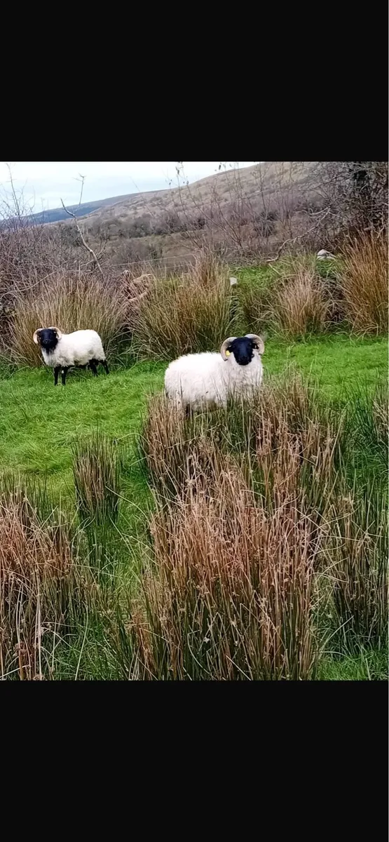 Ram Lambs 35/40kg - Image 2
