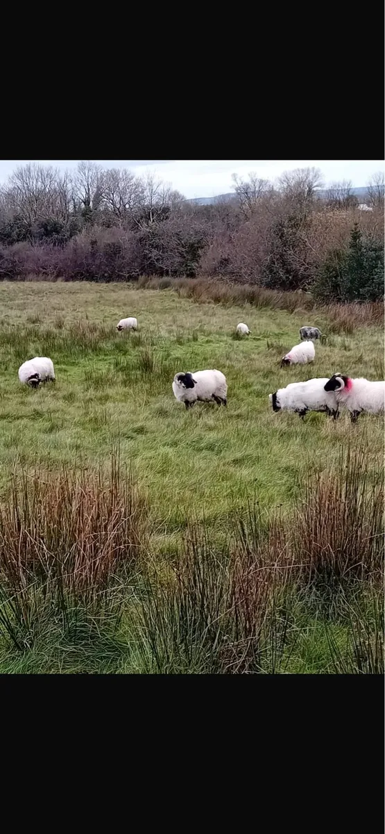 Ram Lambs 35/40kg - Image 3