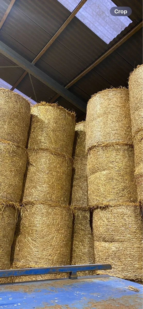 Oaten straw and Hay - Image 2