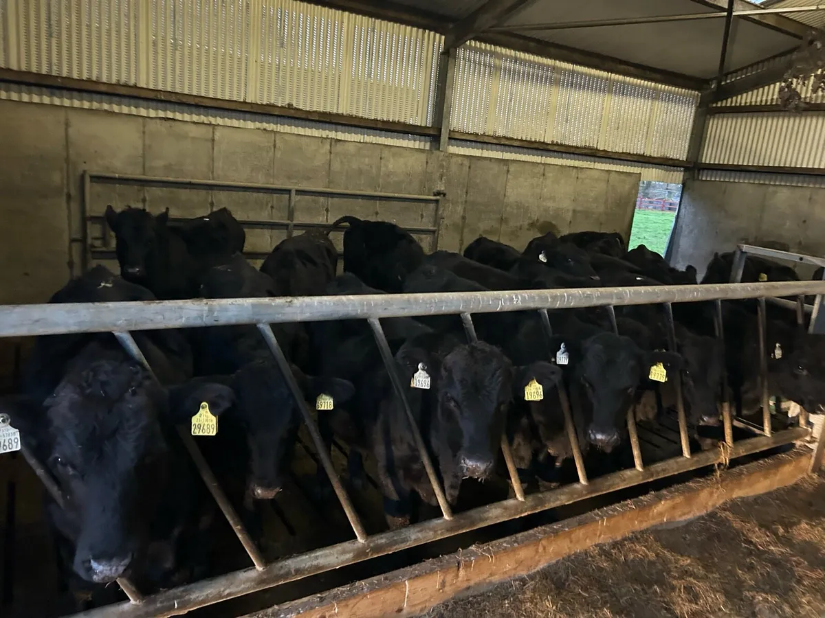 Angus 8 month old cattle - Image 1