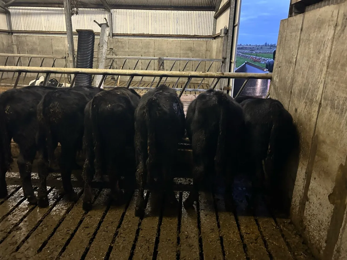 Angus 8 month old cattle - Image 2