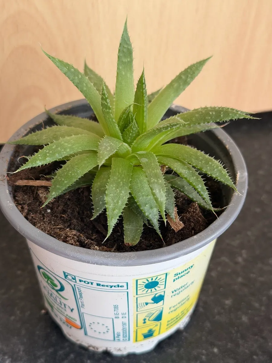 Indoor plants - Image 1