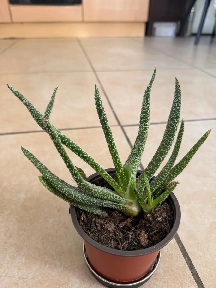 Indoor plants - Image 3