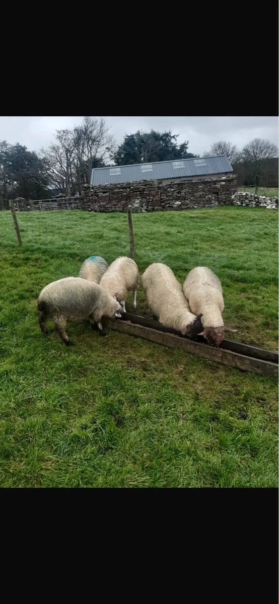 5 Store Lambs - Image 3