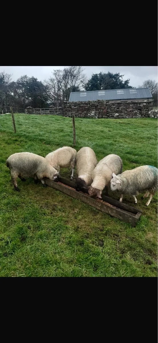 5 Store Lambs - Image 2