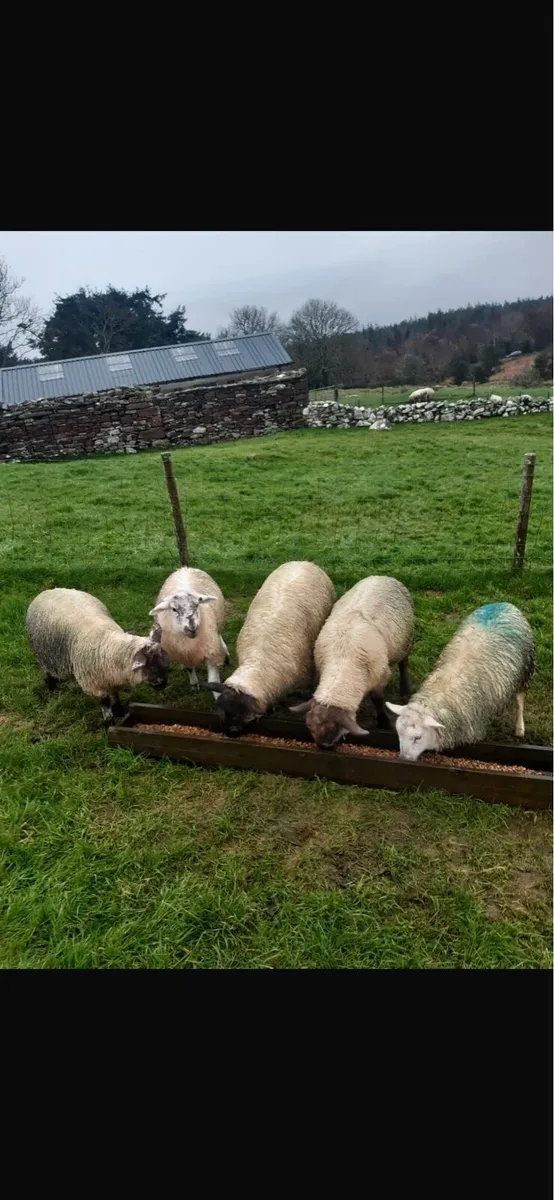 5 Store Lambs - Image 1
