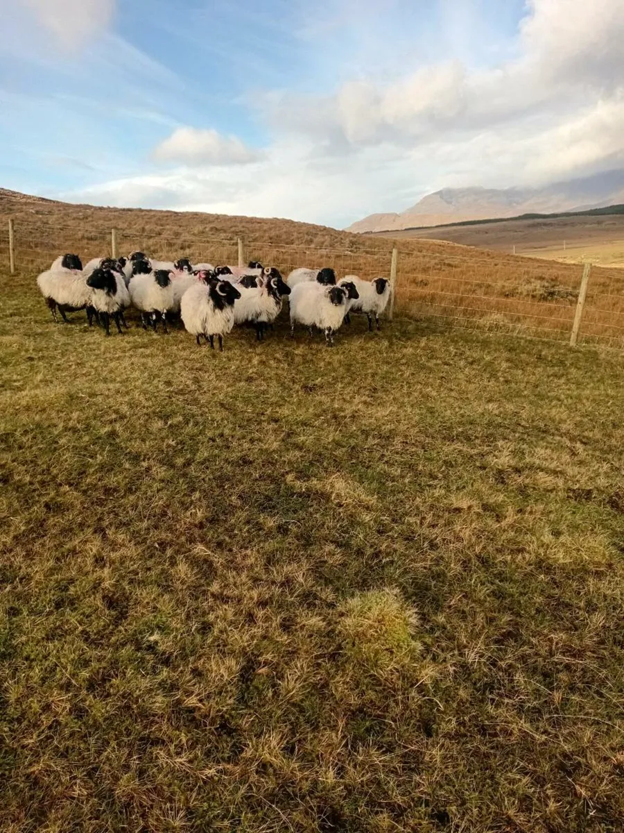 40 Connemara Hill Ewes - Image 1
