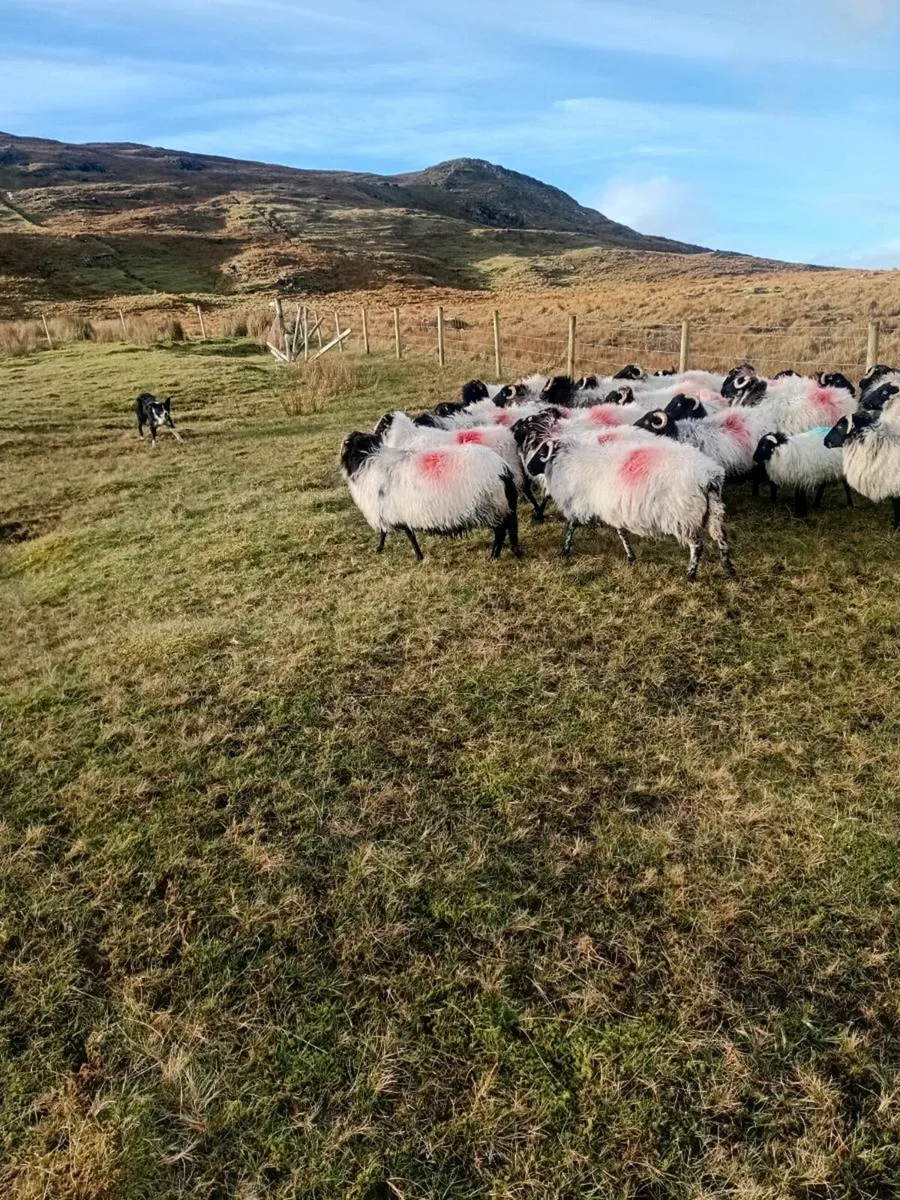 40 Connemara Hill Ewes - Image 2