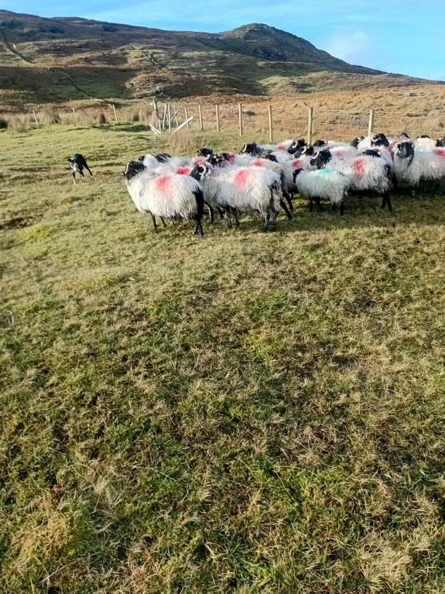 40 Connemara Hill Ewes - Image 3