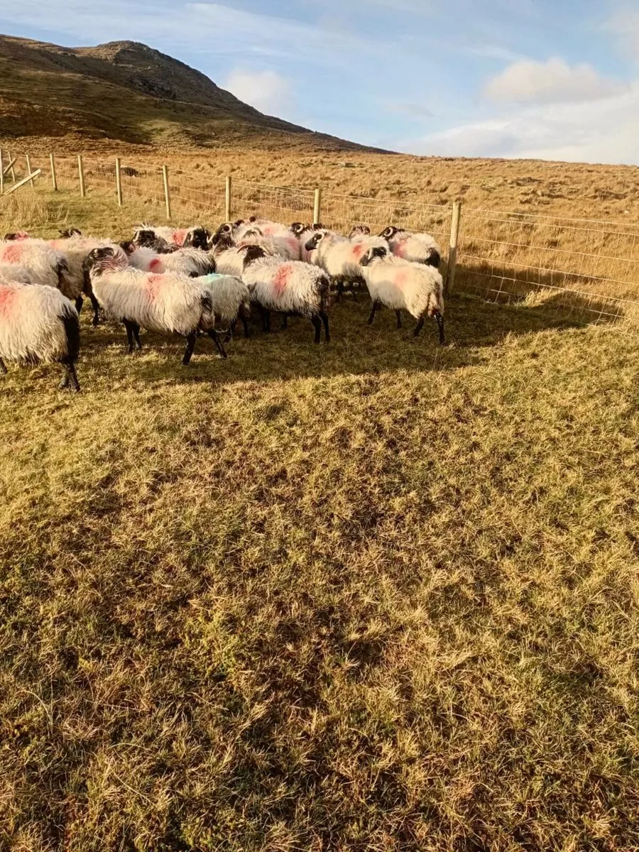 40 Connemara Hill Ewes - Image 4