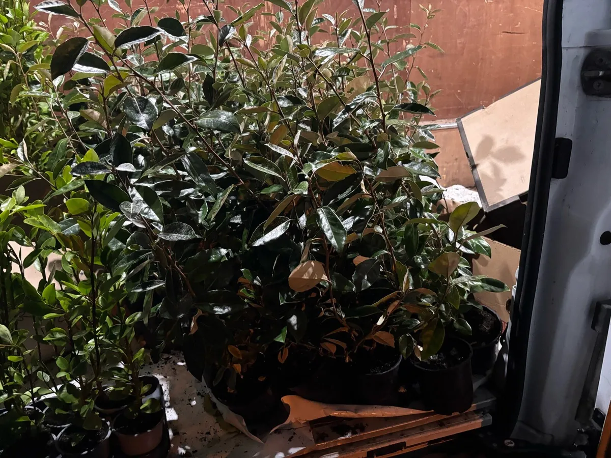 Elaeagnus hedging - Image 1