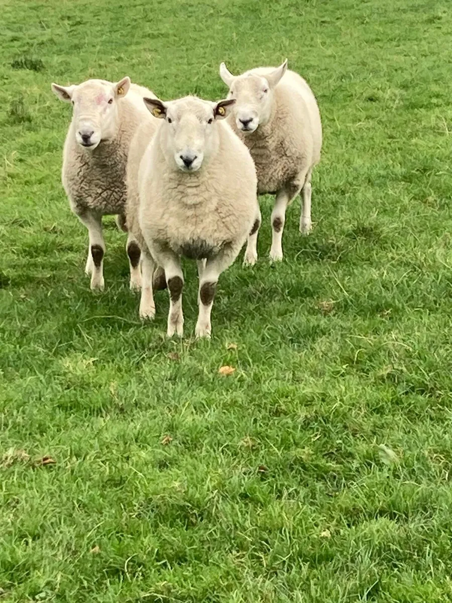 Cheviot Hogget Rams - Image 1