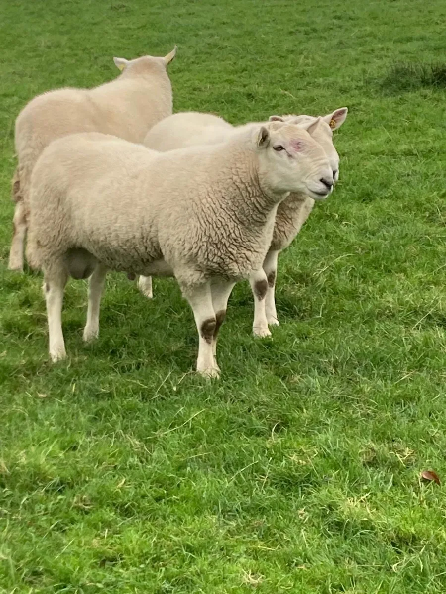 Cheviot Hogget Rams - Image 3