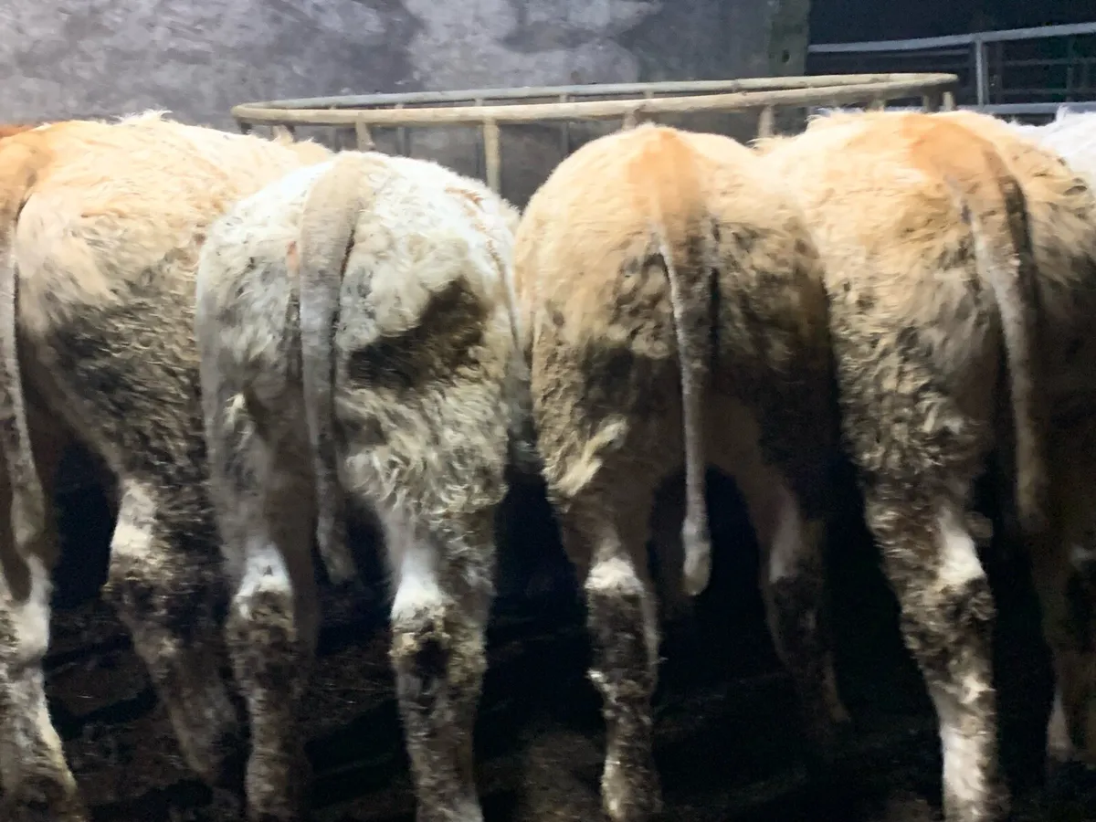 9 u grade heifers - Image 1