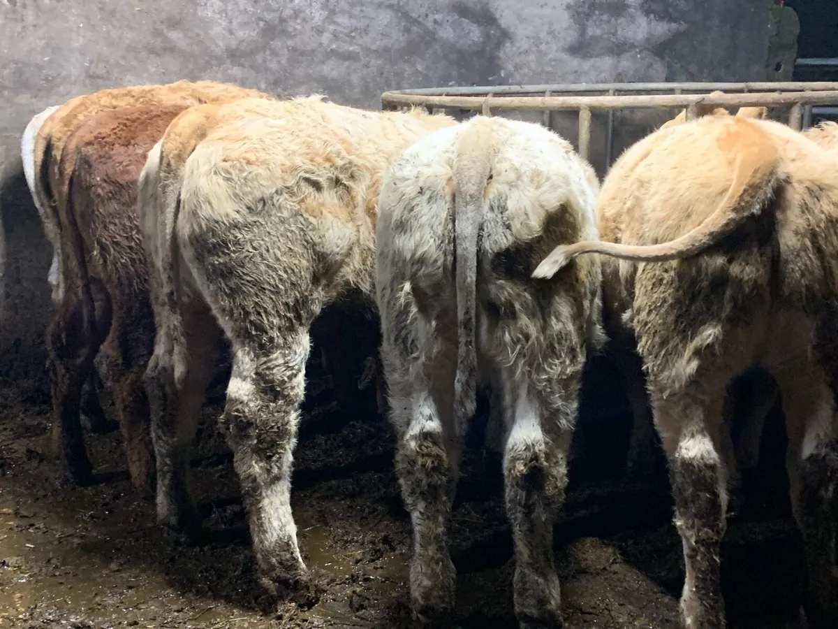 9 u grade heifers - Image 2