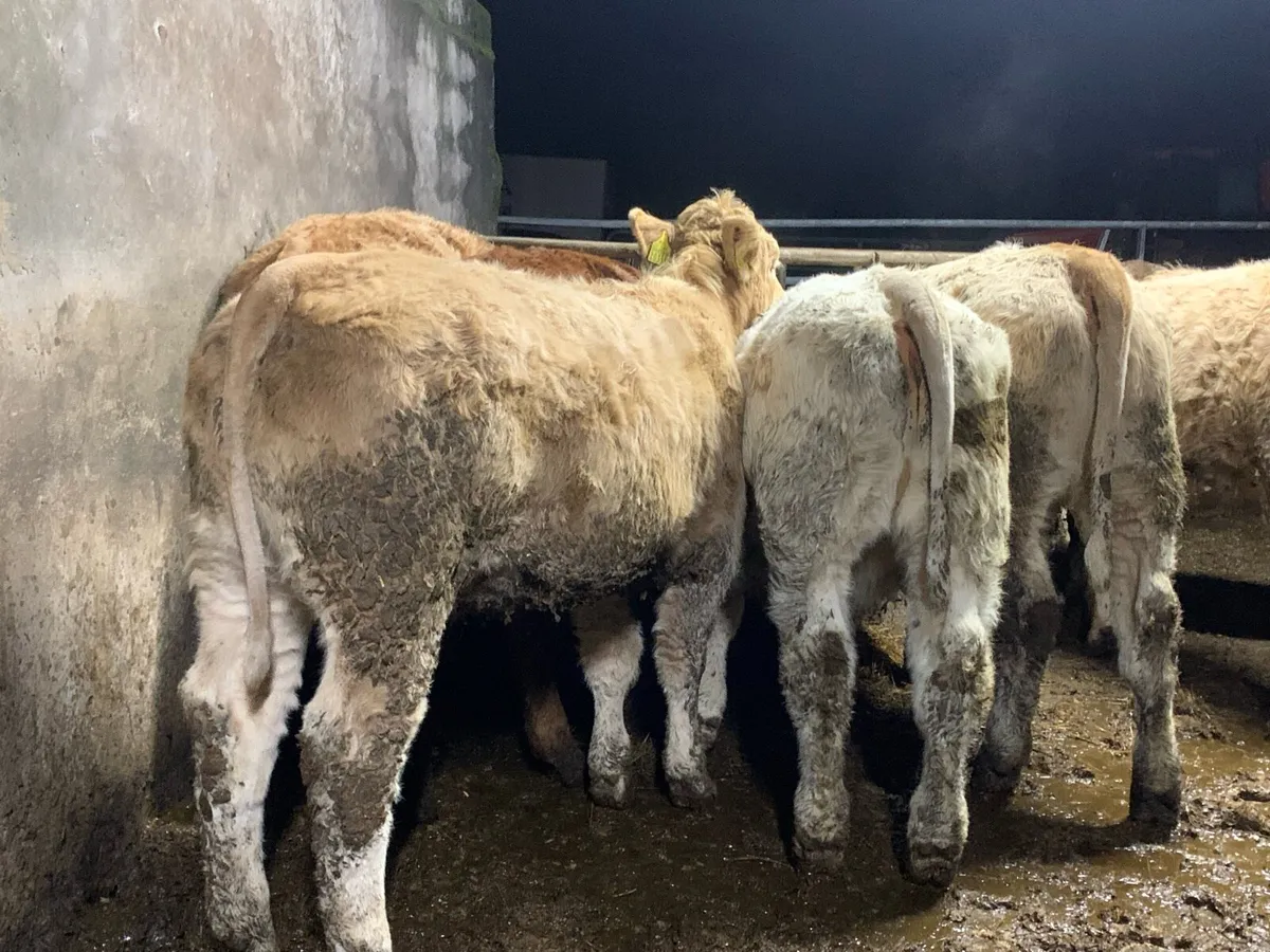 9 u grade heifers - Image 3