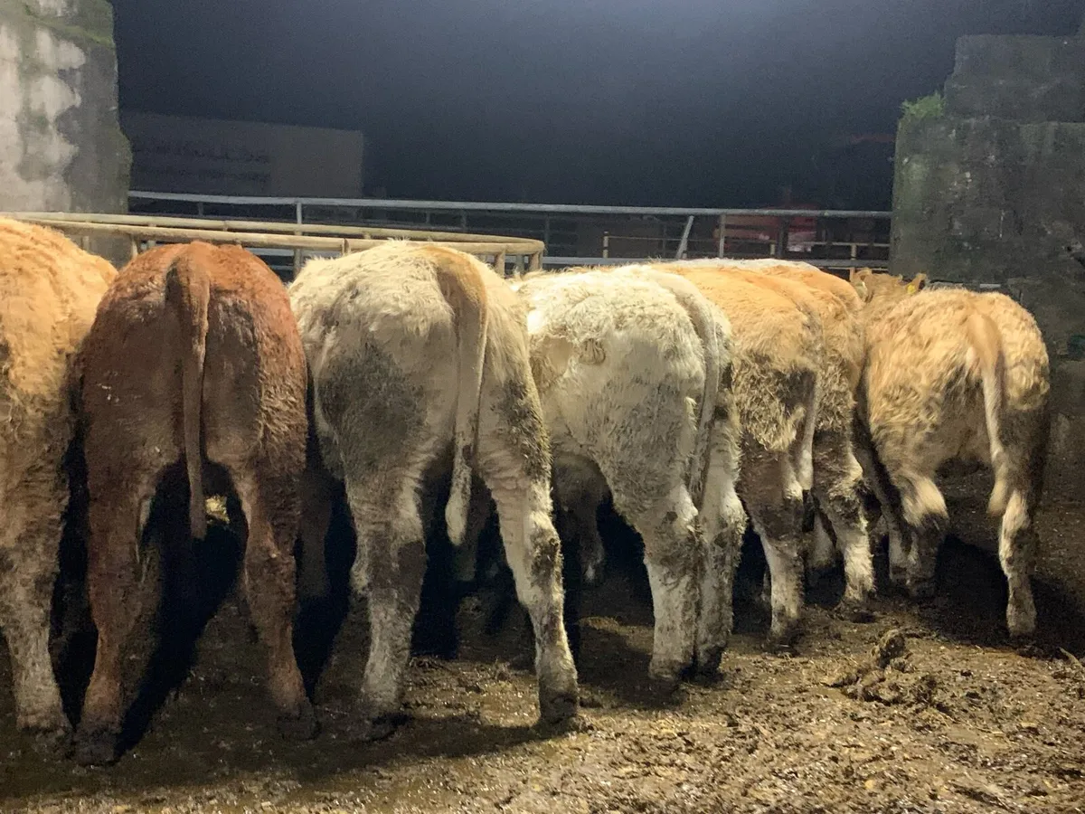 9 u grade heifers - Image 4