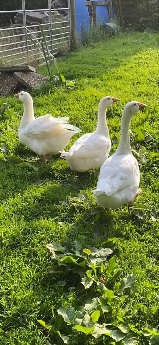 Geese for sale