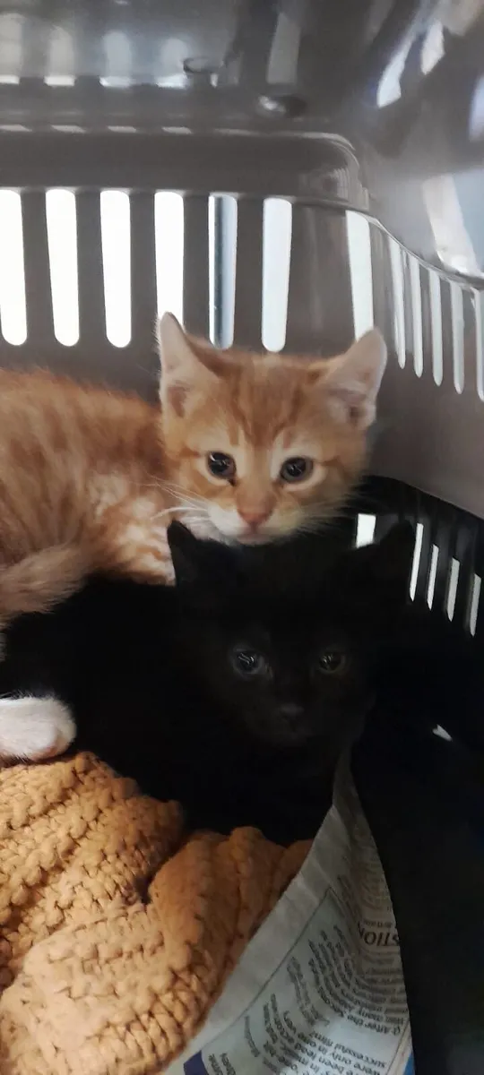 Ginger kittens - Image 1